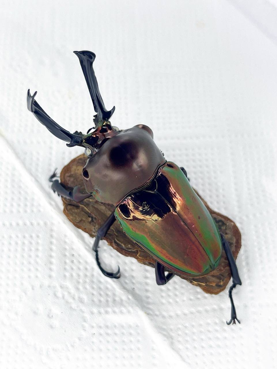 Amber rainbow stag beetle with white eyes